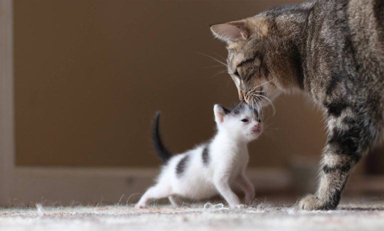 Home - Kitten Korner Rescue, Inc.