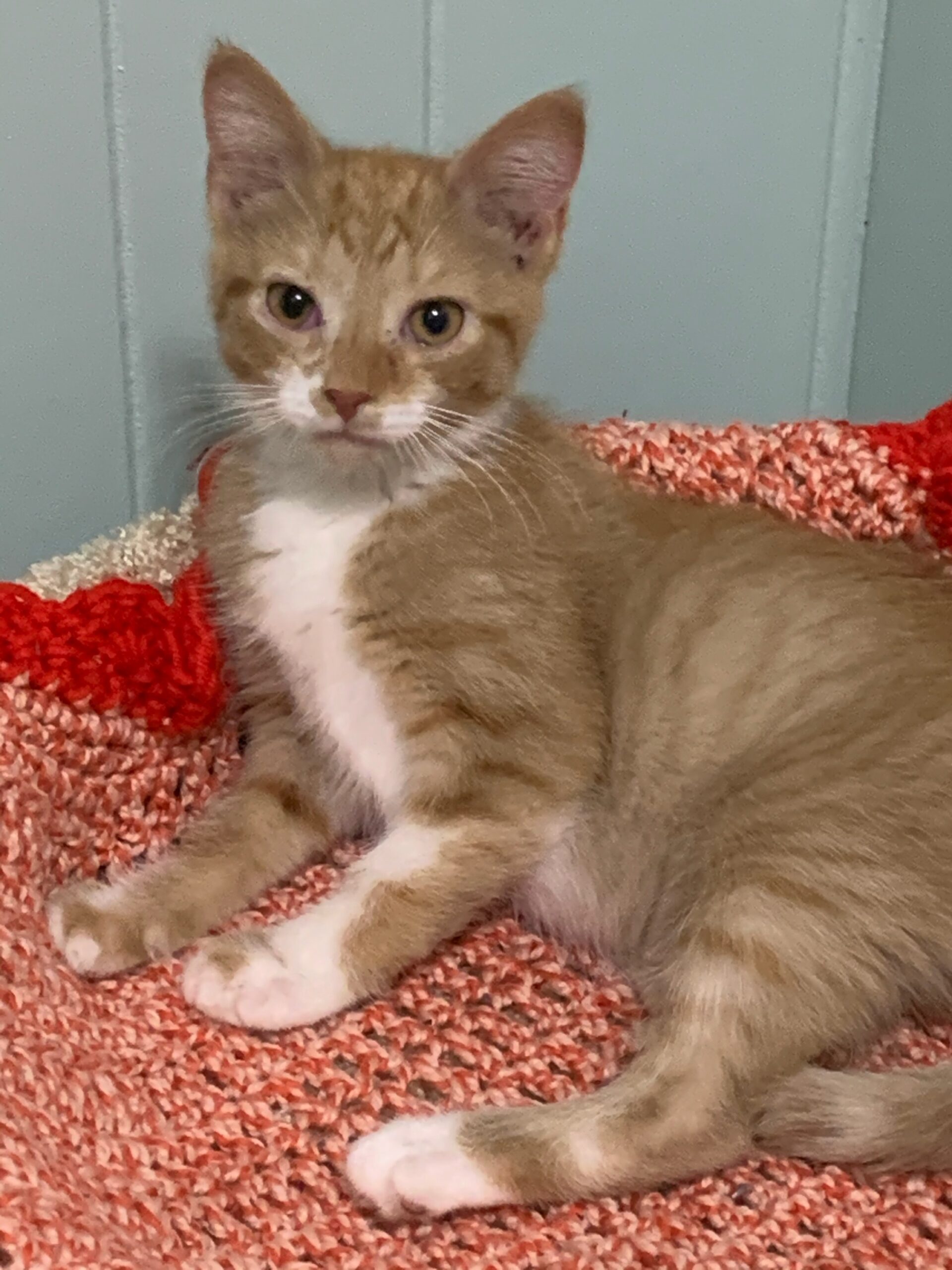 KITTEN RESCUE CAMPBELLTOWN visual data 3