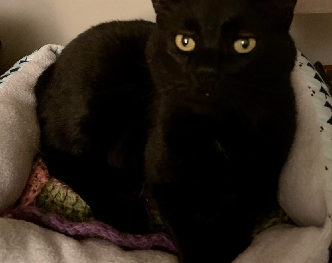 Adopt – Kitten Korner Rescue, Inc.
