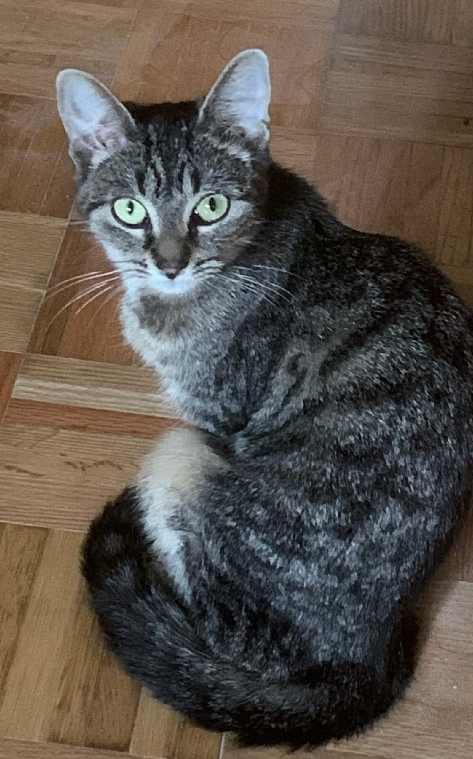 Free Kittens Near Me / Home Safe Haven For Cats / Free kittens are you