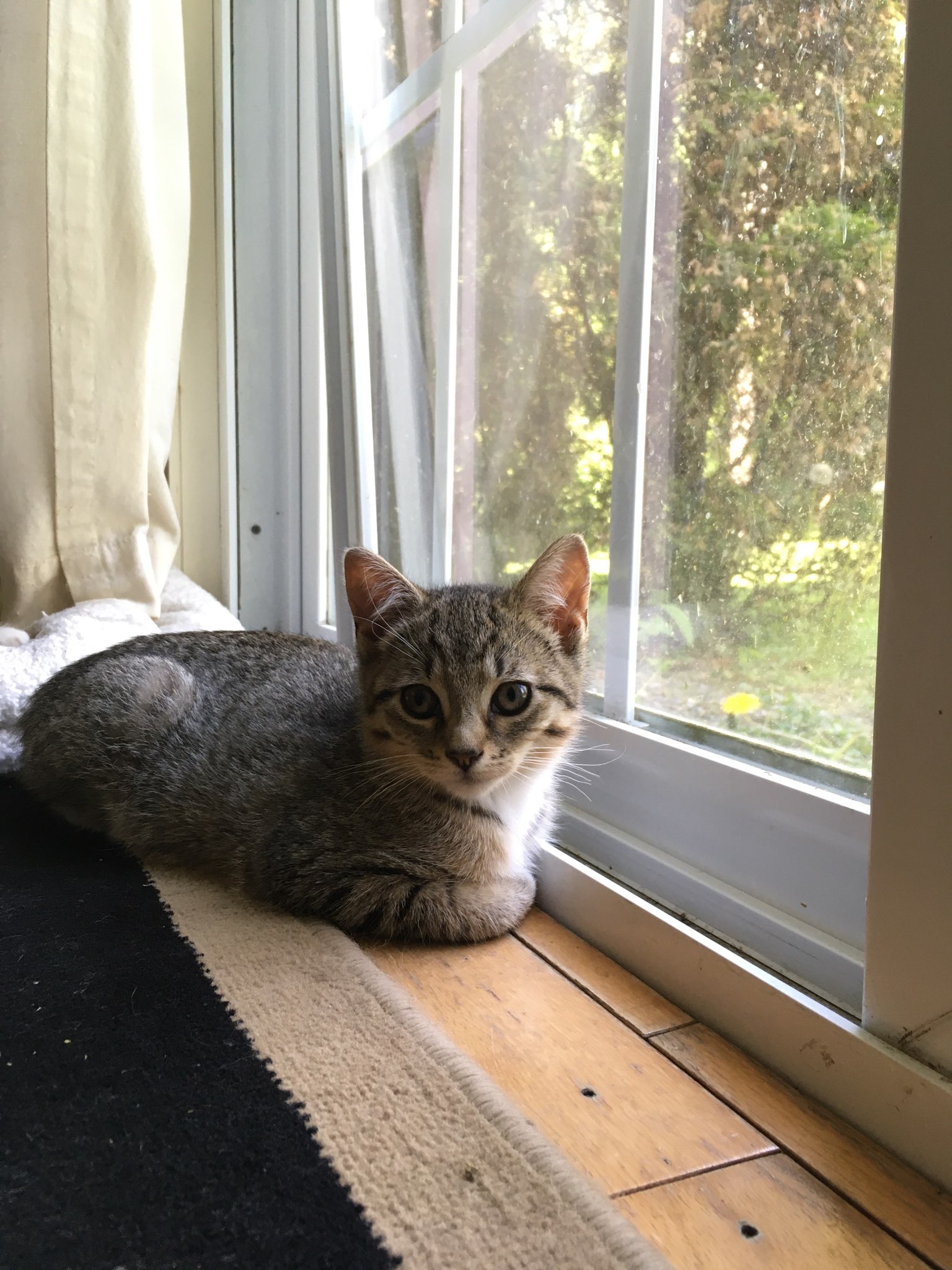 Adopt - Kitten Korner Rescue, Inc.
