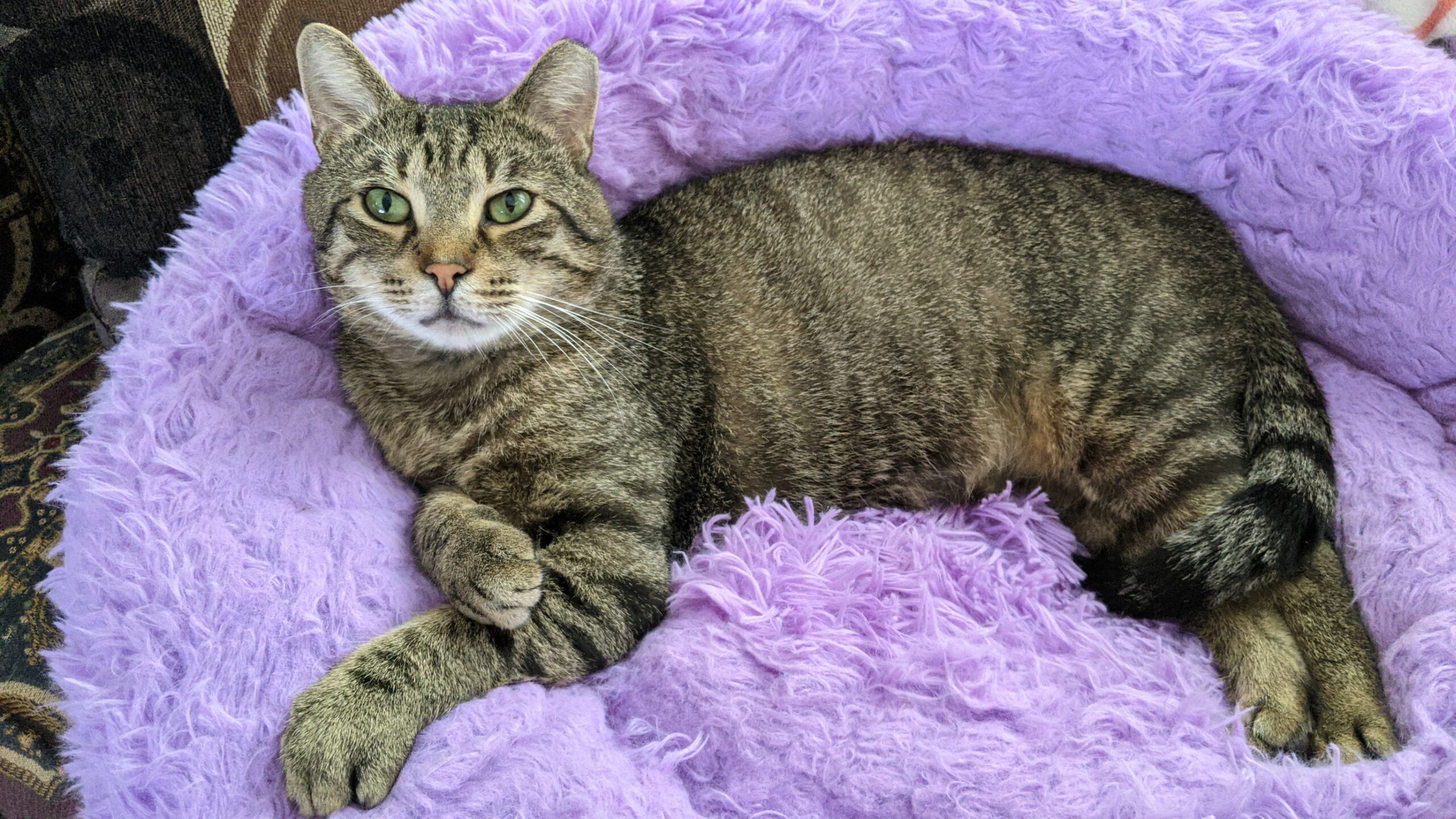 Adopt - Kitten Korner Rescue, Inc.