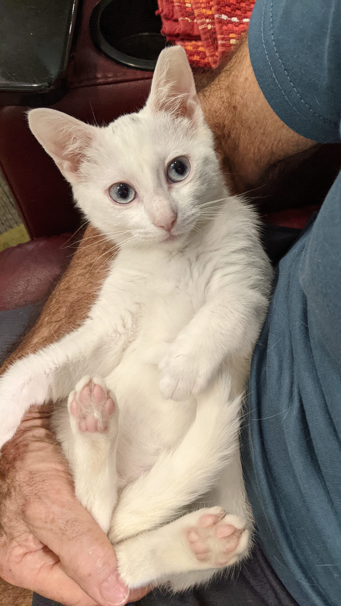 Kittens - Kitten Korner Rescue, Inc.