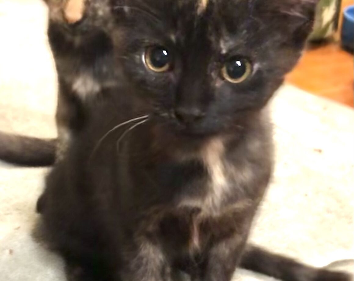 Kittens - Kitten Korner Rescue, Inc.