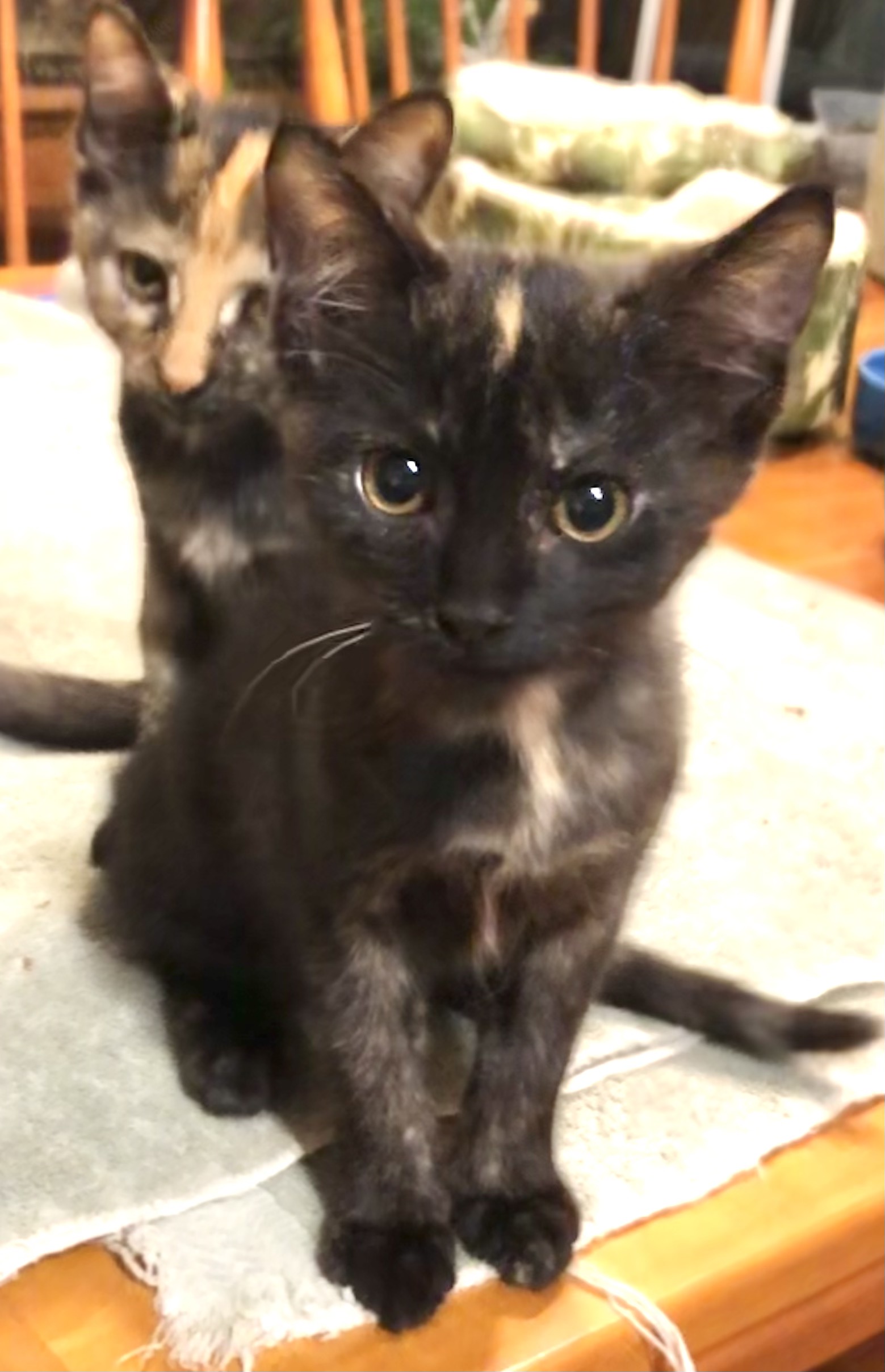 Kittens - Kitten Korner Rescue, Inc.