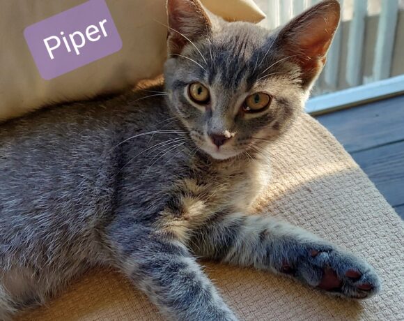 Kittens - Kitten Korner Rescue, Inc.