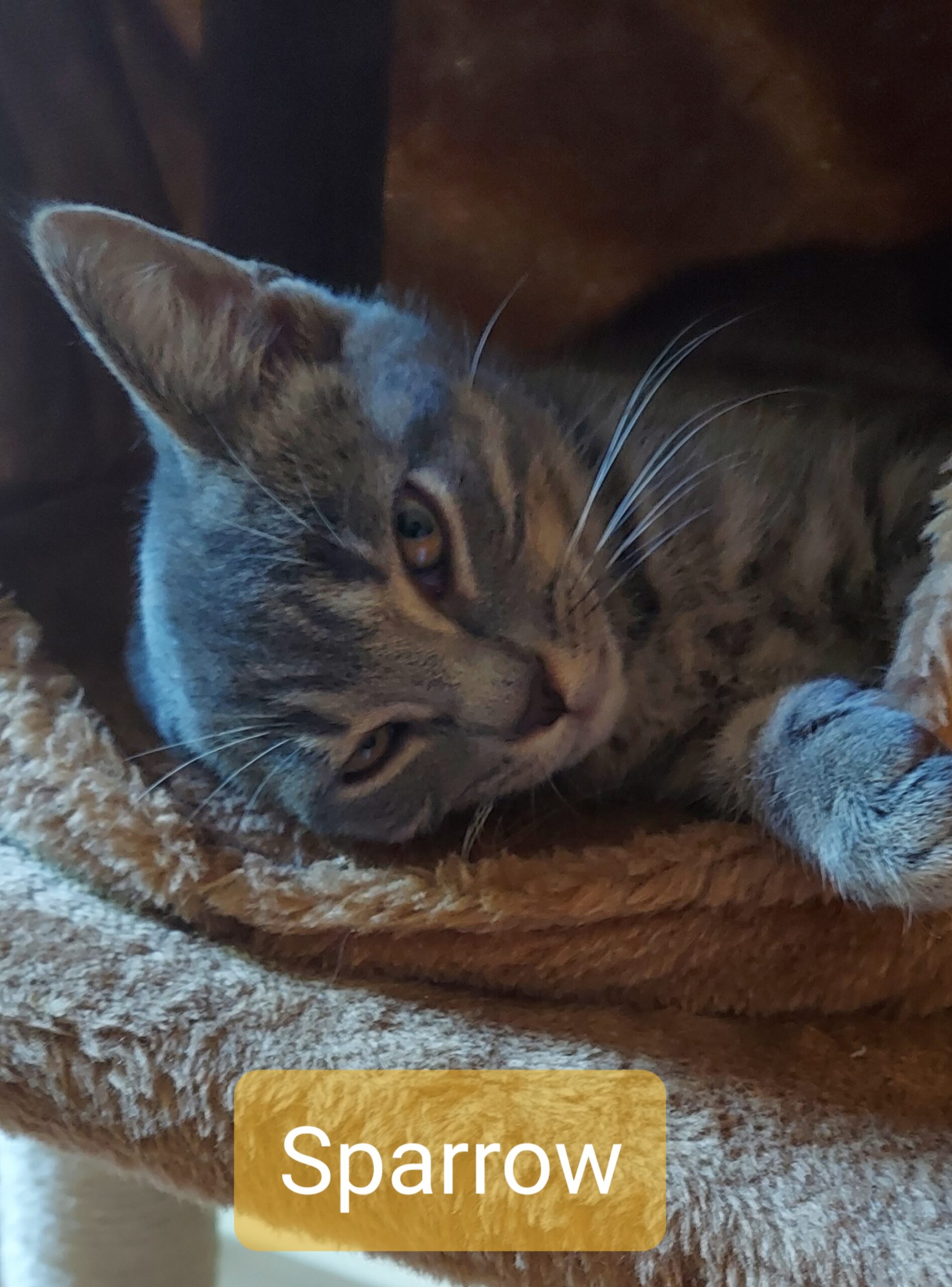 Kittens - Kitten Korner Rescue, Inc.