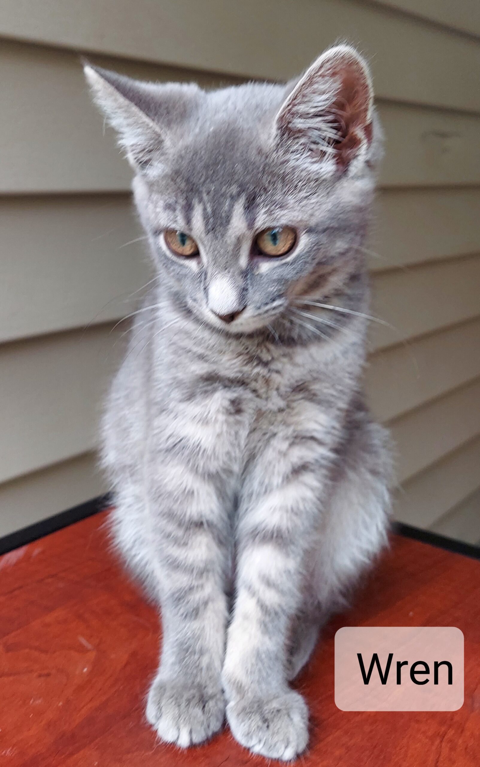 Kittens - Kitten Korner Rescue, Inc.