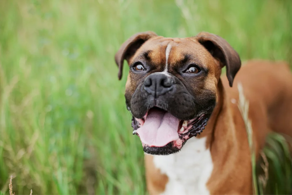 Is It Better to Buy or Adopt a Dog? Is It Better to Buy or Adopt a Dog?