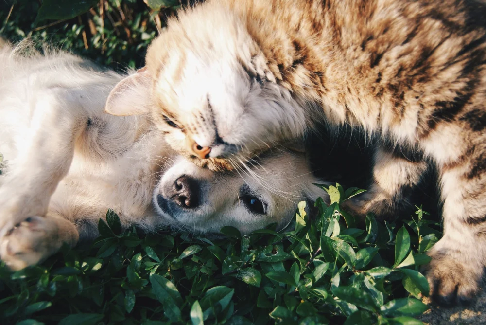 How to Help Animals in Ukraine ? How to Help Animals in Ukraine ?