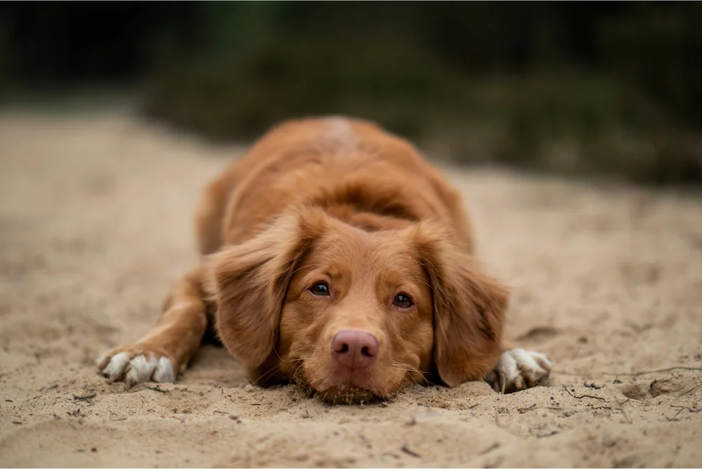 Fifty-Seven Animals Saved From Cruelty Fifty-Seven Animals Saved From Cruelty