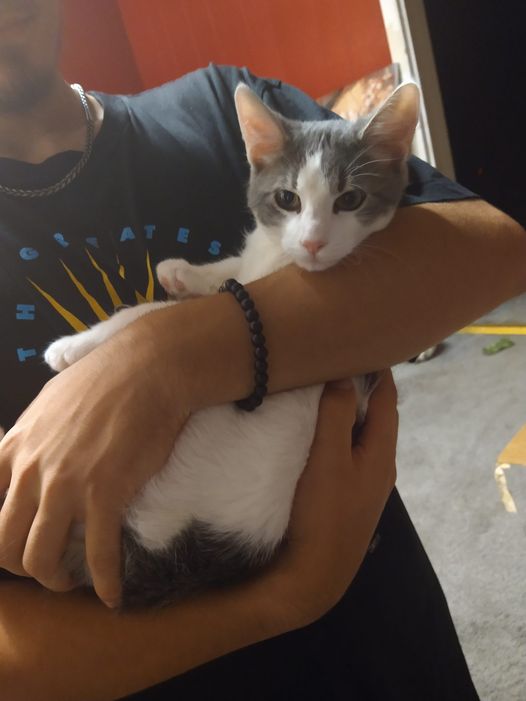 Home - Kitten Korner Rescue, Inc.