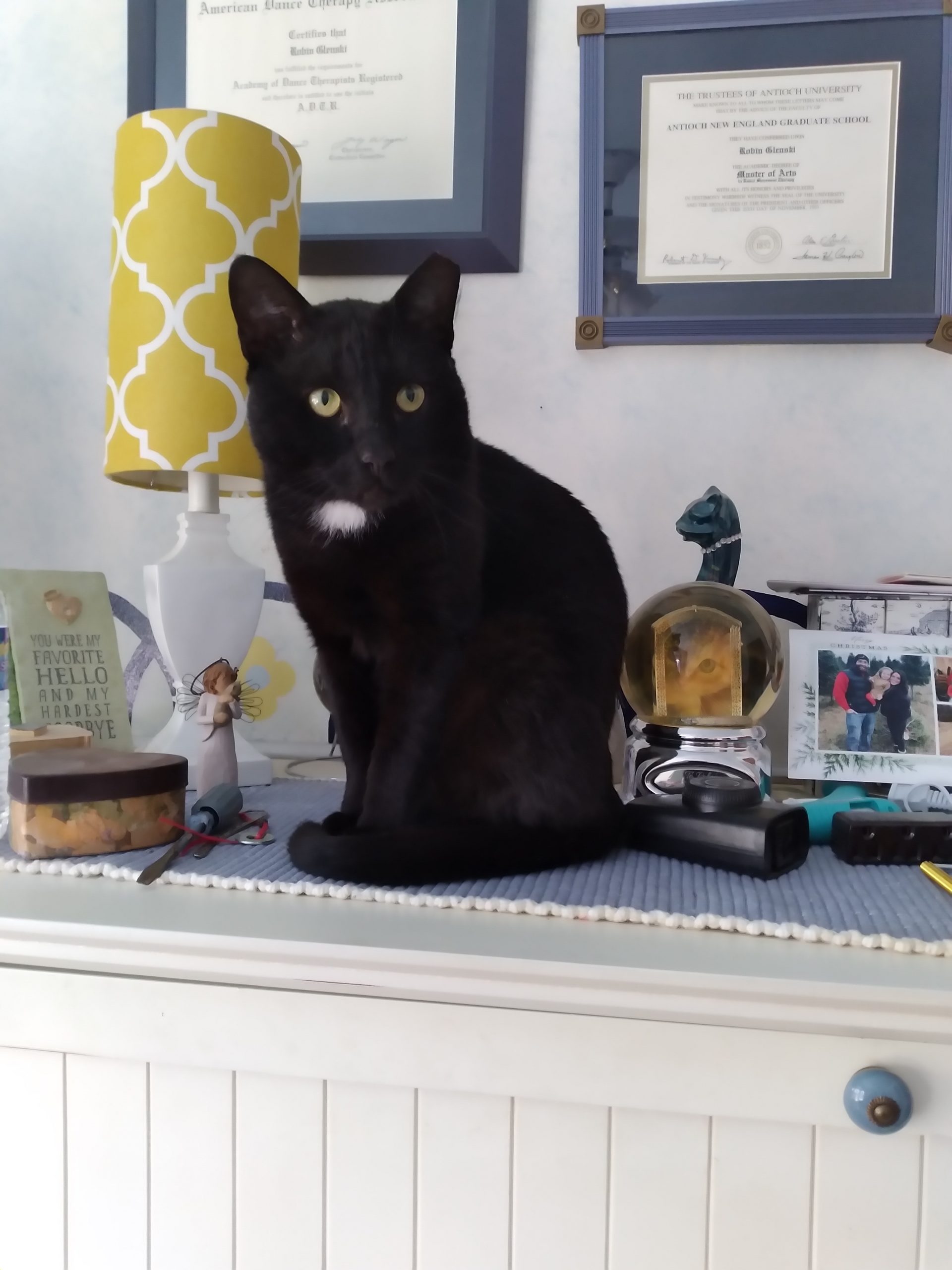 Home - Kitten Korner Rescue, Inc.