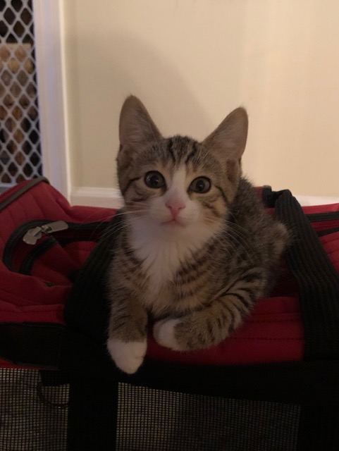 Adopt - Kitten Korner Rescue, Inc.