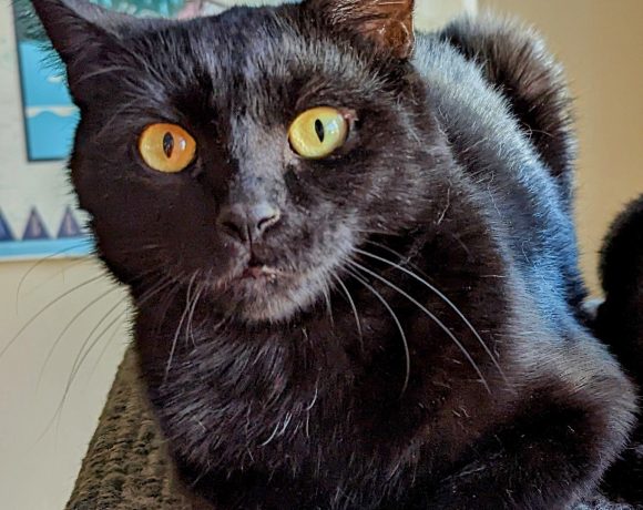 Piper