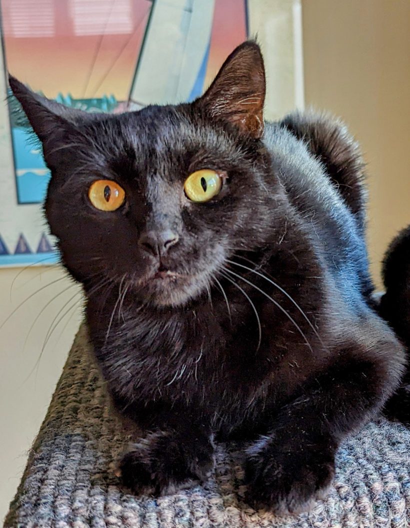 Piper