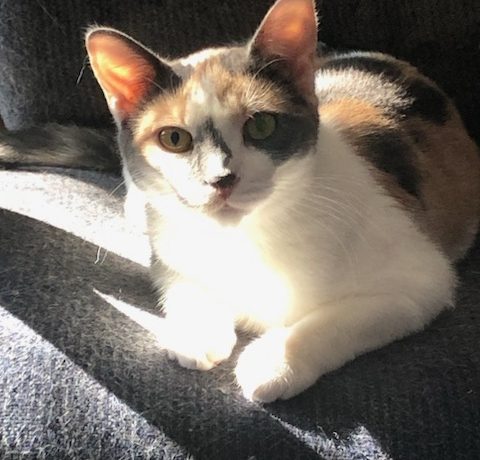 Suki