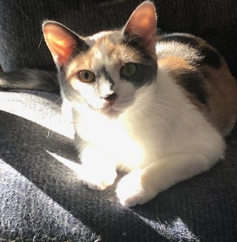 Suki