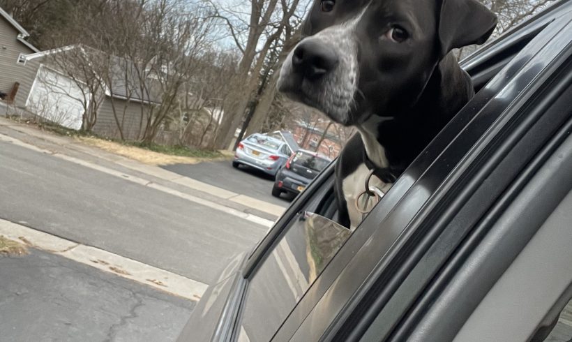 Nala