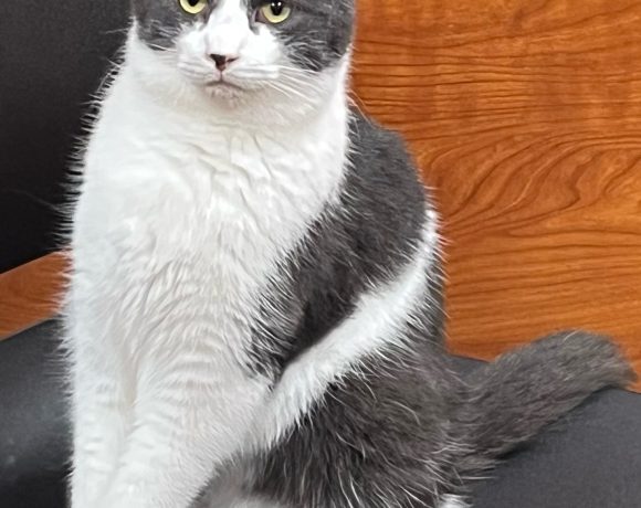Gabriel