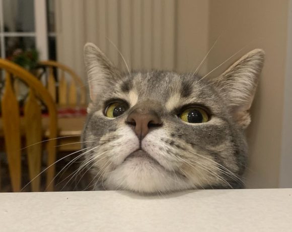 Peanut