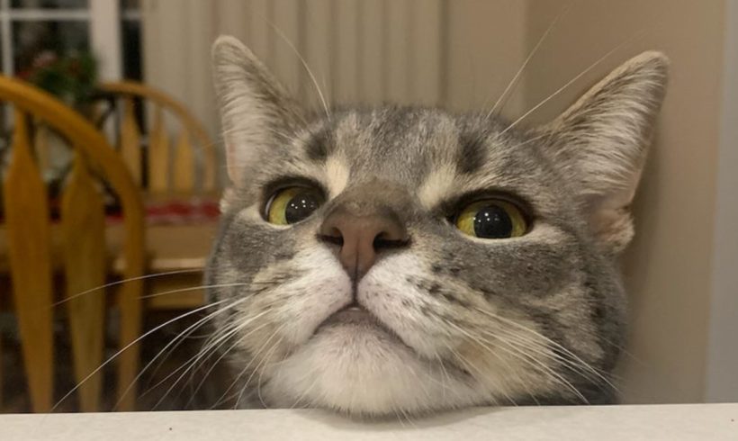 Peanut