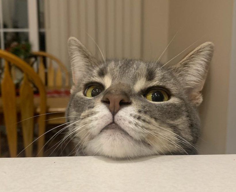 Peanut