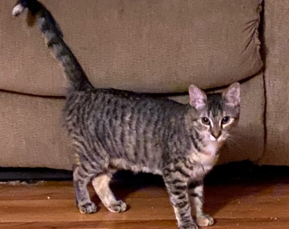 Cora