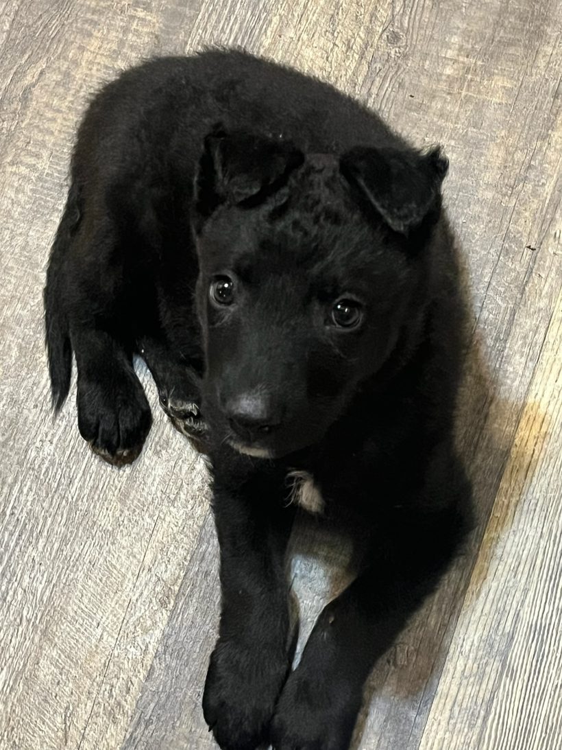 Kaya