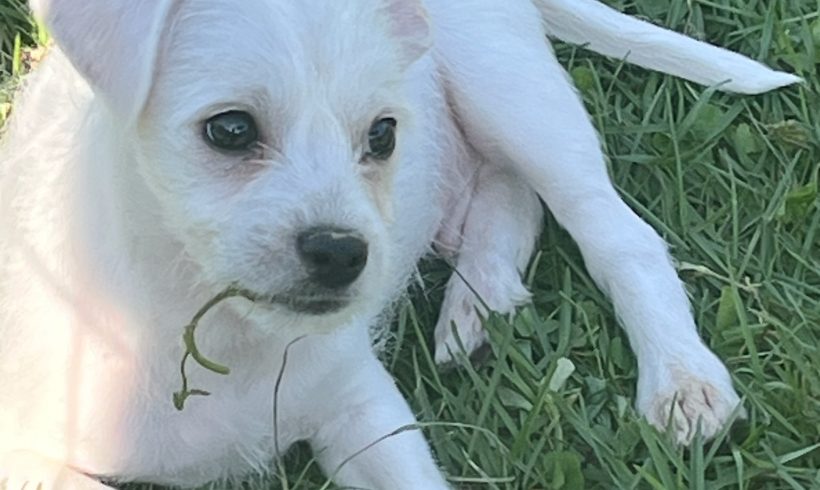 Stewie