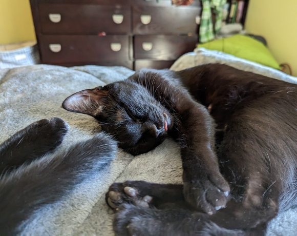 Stella