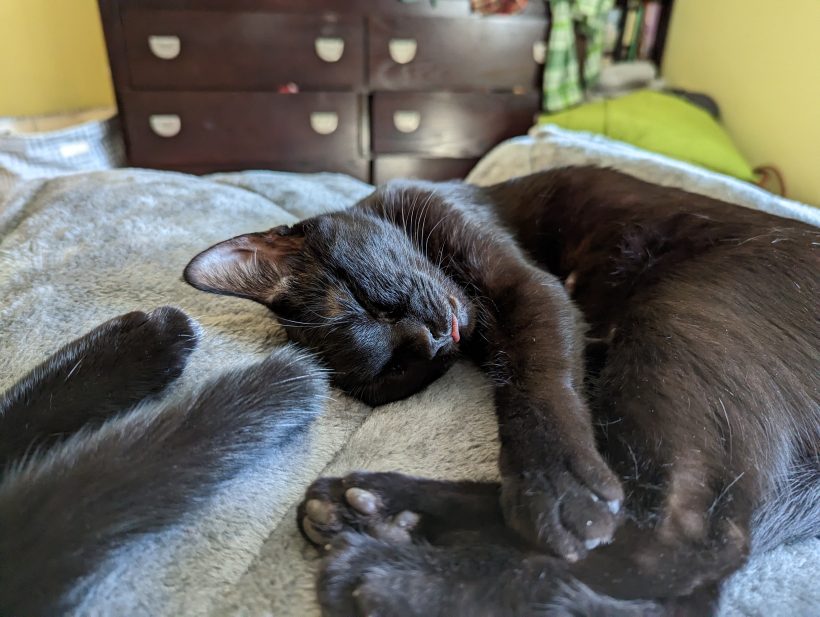 Stella