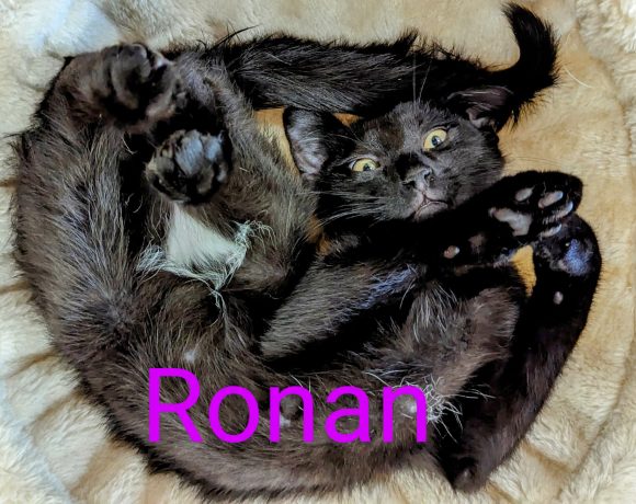 Ronan