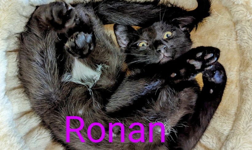 Ronan