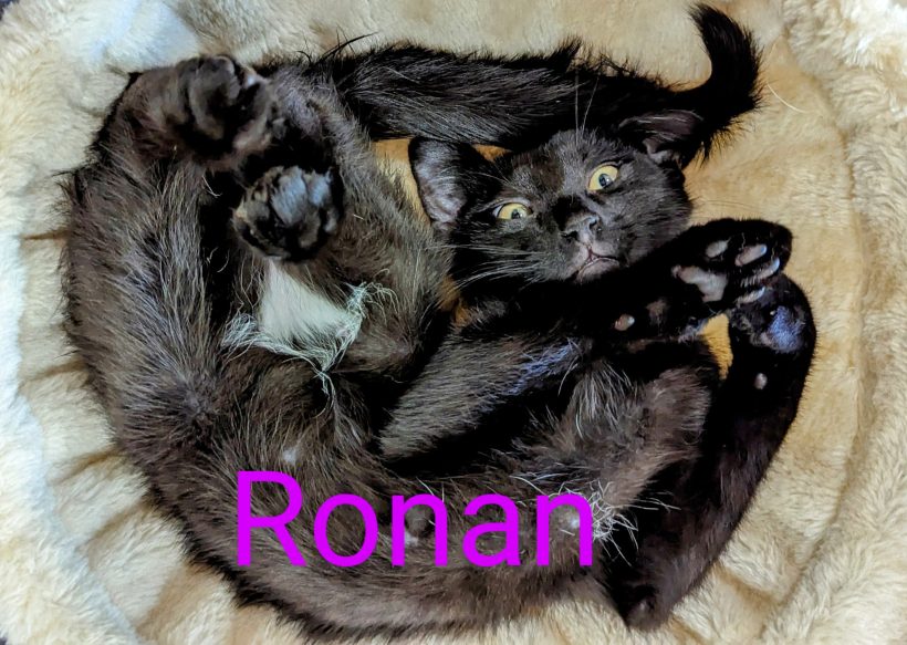 Ronan