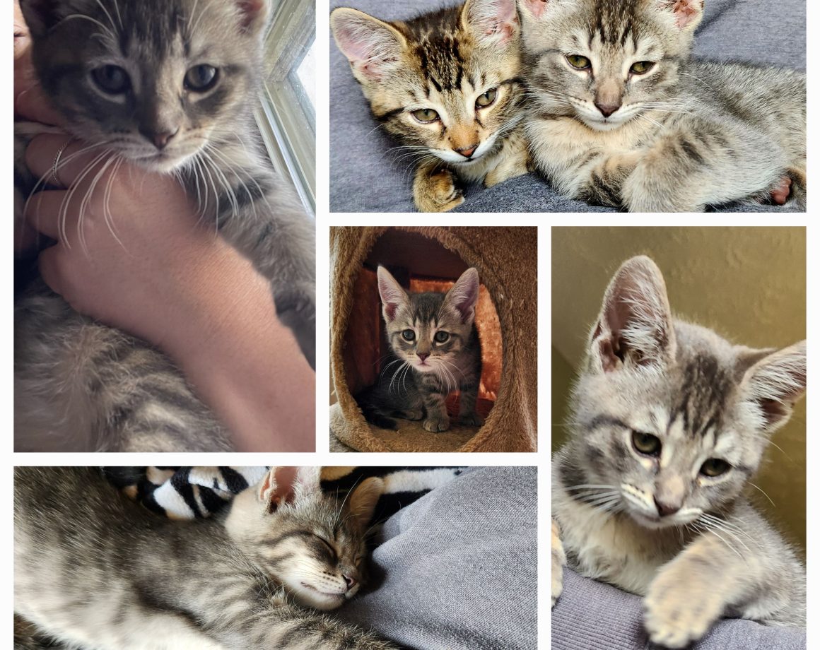 Adopt - Kitten Korner Rescue, Inc.