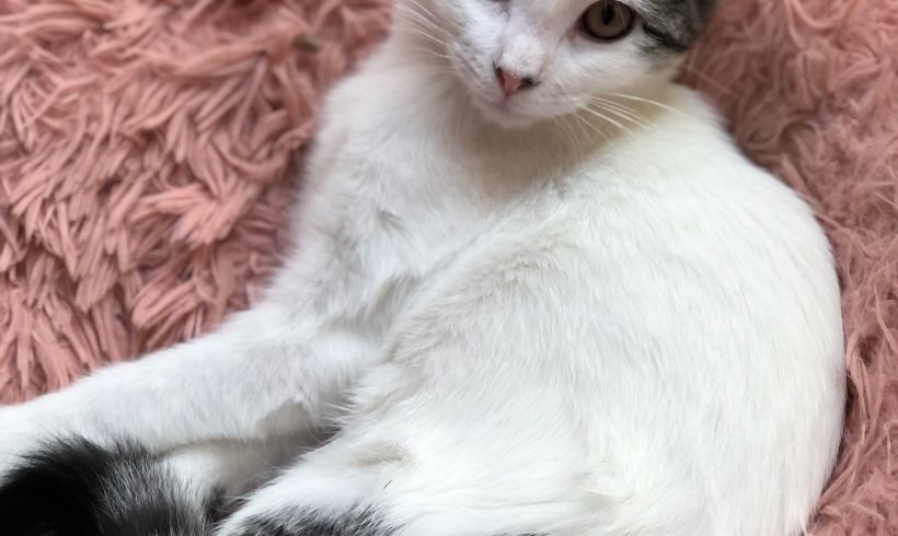 Ava