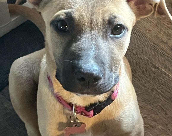 Dixie
