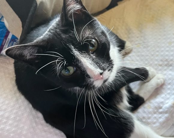 Basil
