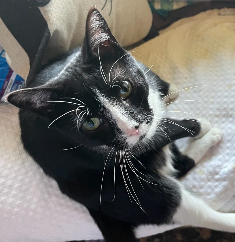 Basil