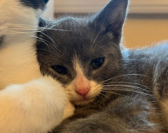 Adopt - Kitten Korner Rescue, Inc.