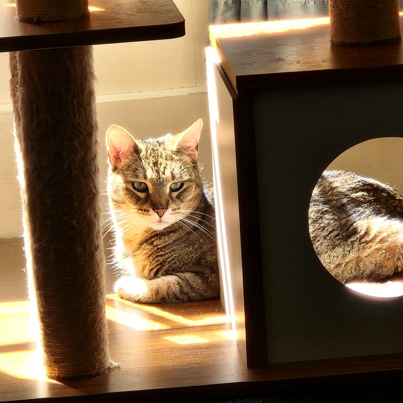 Apricot