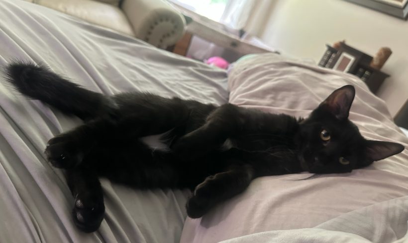 Vinnie