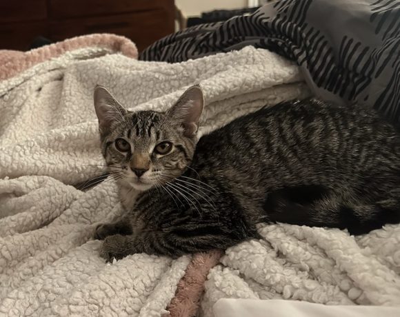 Nora