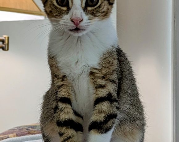 Solo Meow