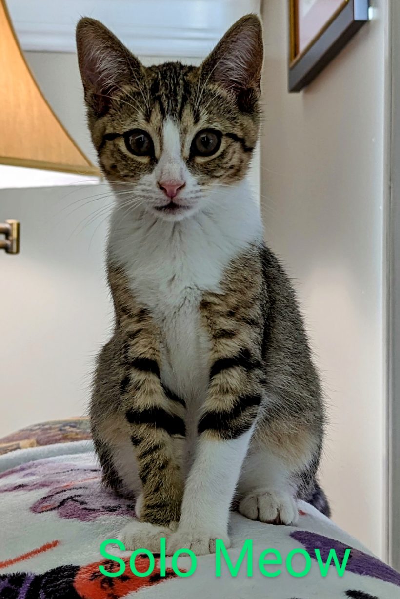 Solo Meow