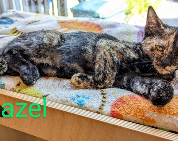 Hazel