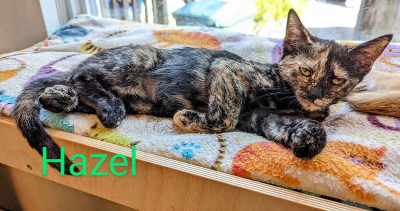 Hazel
