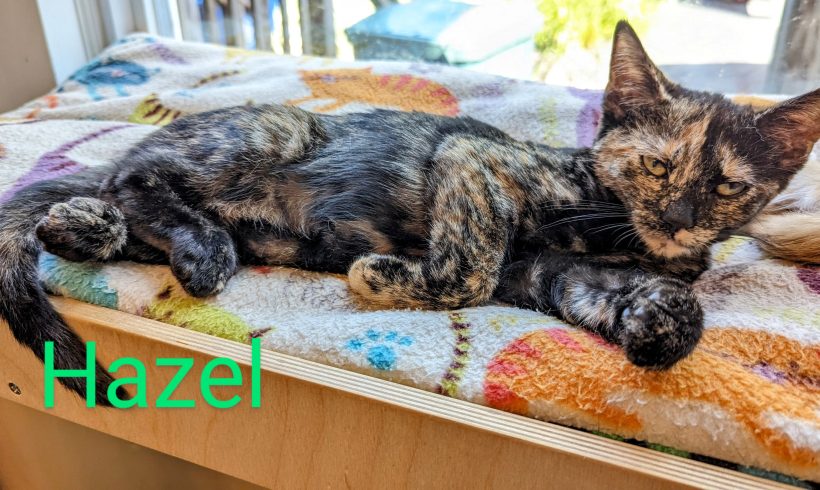 Hazel