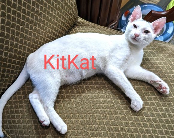 Kitkat